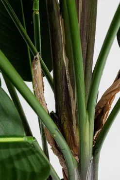 Discount Deko Pflanze 51684 Paradise Flowers Grünpflanzen|Dekofiguren Tiere & Pflanzen