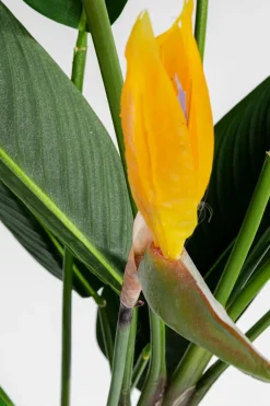 Discount Deko Pflanze 51684 Paradise Flowers Grünpflanzen|Dekofiguren Tiere & Pflanzen