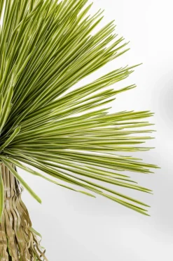 KARE DESIGN Deko Pflanze Yuca Rostrata 55919
