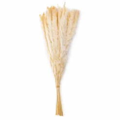 Grünpflanzen|Deko-Strauß Schilfrohr 50 cm