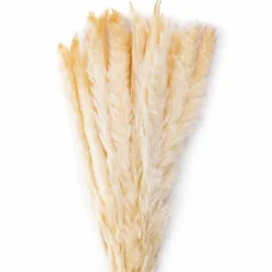 Grünpflanzen|Deko-Strauß Schilfrohr 50 cm