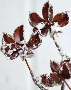 Deko-Zweig Samenkapsel 30 cm