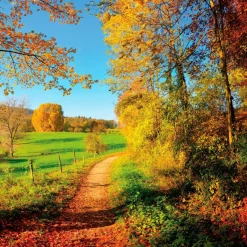 EUROART Glasbild 50 x 50 cm Sunny Autumn V