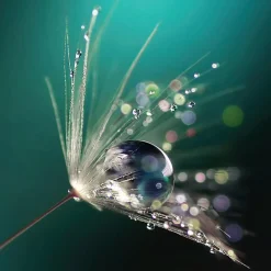 EUROART Bilder Ohne Rahmen|Bilder Nach Themen|Glasbild 30 x 30 cm Turquoise Dreams