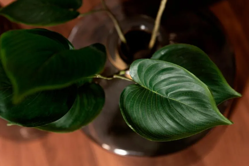 DAHEIM Grünpflanzen|Kunstpflanze Philodendron 76 cm