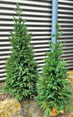Hot Weihnachtsbaum Zwergfichte 120 cm Für Den Weihnachtsbaum